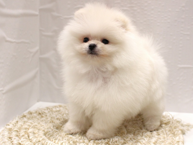 ポメラニアン26-0108