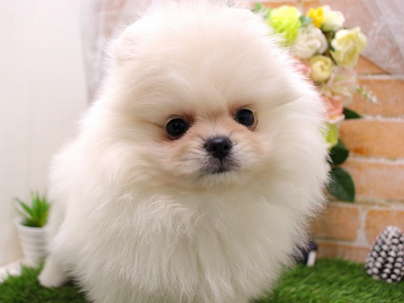 ポメラニアン26-0109