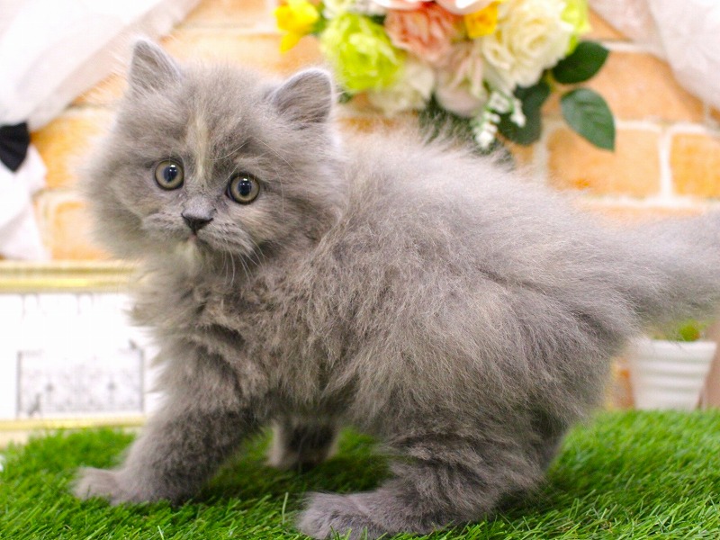 マンチカン26-0137