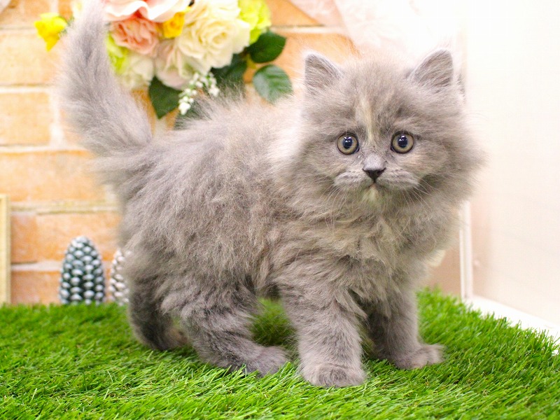 マンチカン26-0137