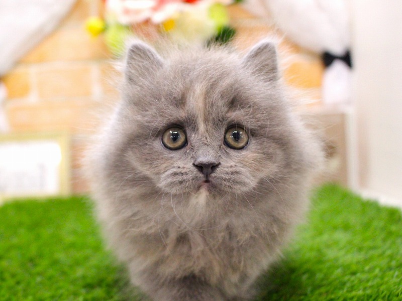 マンチカン26-0137