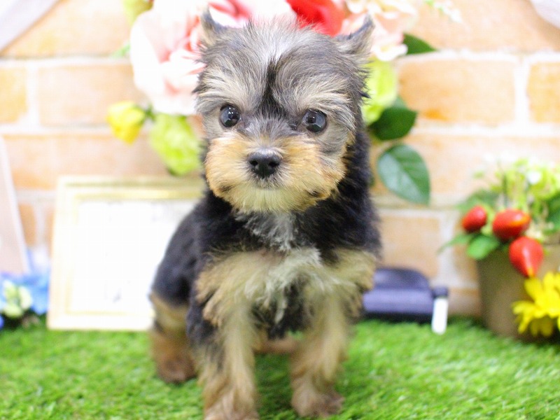 ヨークシャーテリア26-0160