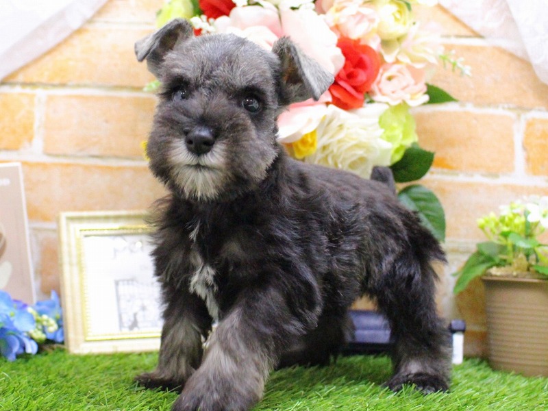 ミニチュアシュナウザー26-0164