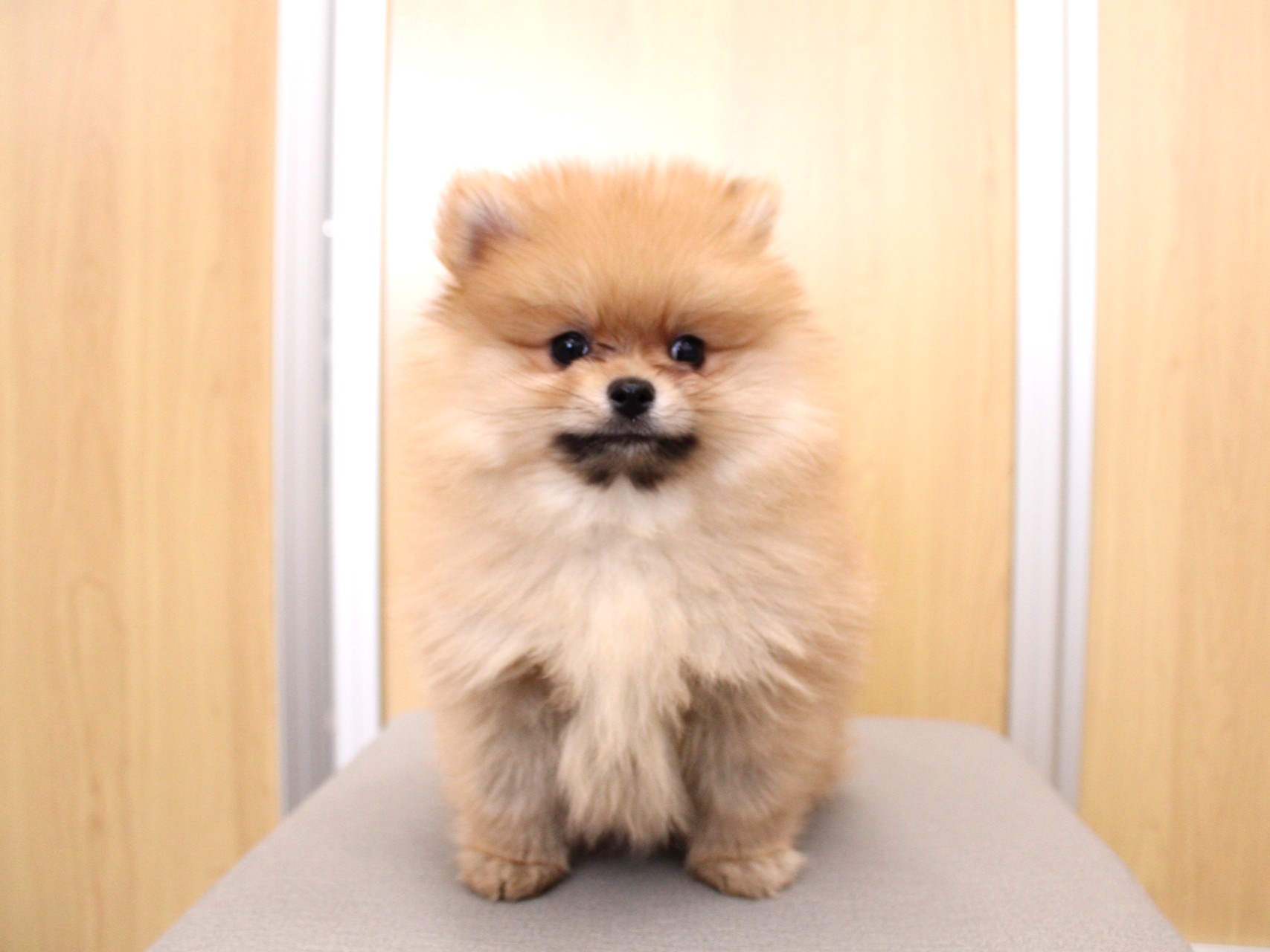 ポメラニアン26-0091