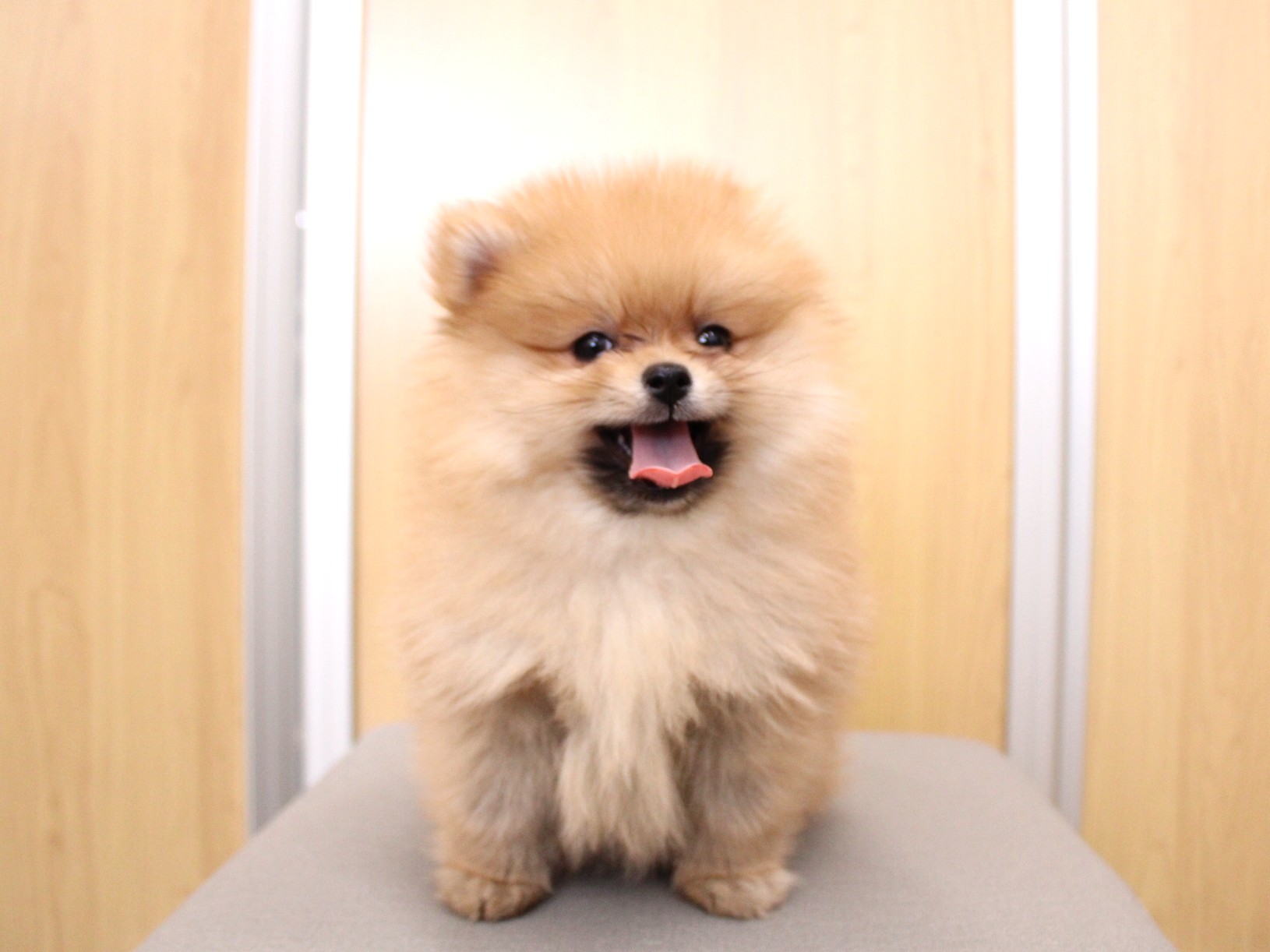 ポメラニアン26-0091