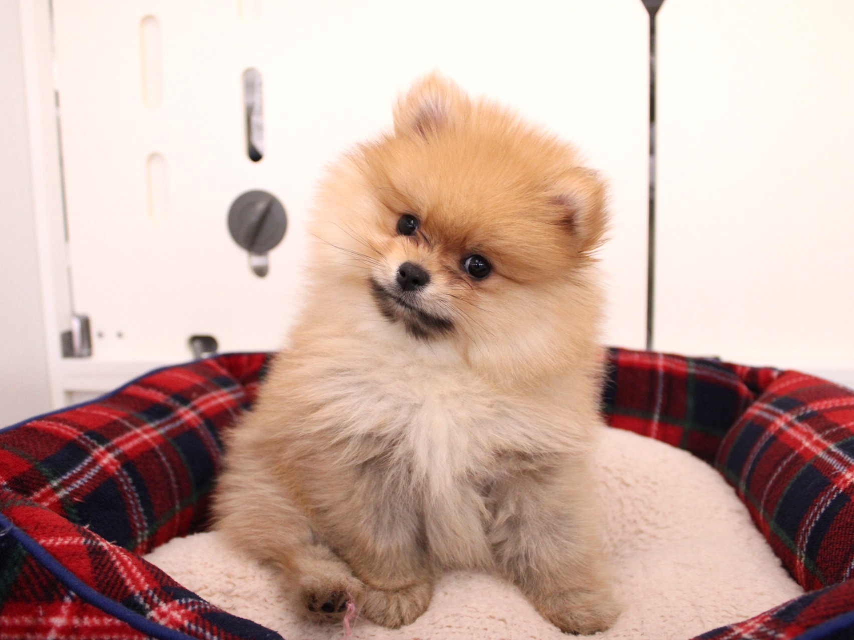 ポメラニアン26-0091