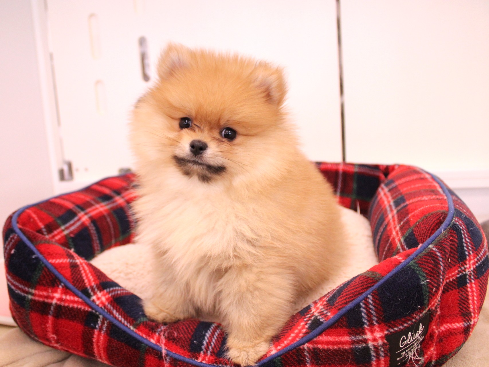 ポメラニアン26-0091