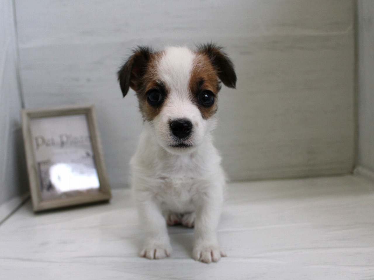 ジャックラッセルテリア26-0143