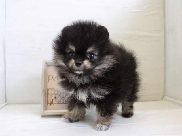 ポメラニアン26-0139