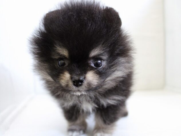 ポメラニアン26-0139