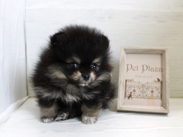 ポメラニアン26-0139