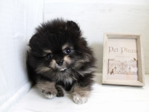 ポメラニアン26-0139