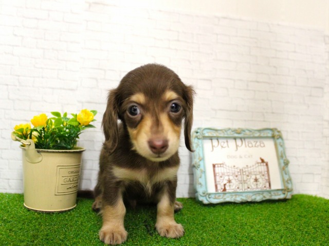 ミニチュアダックスフント26-0131