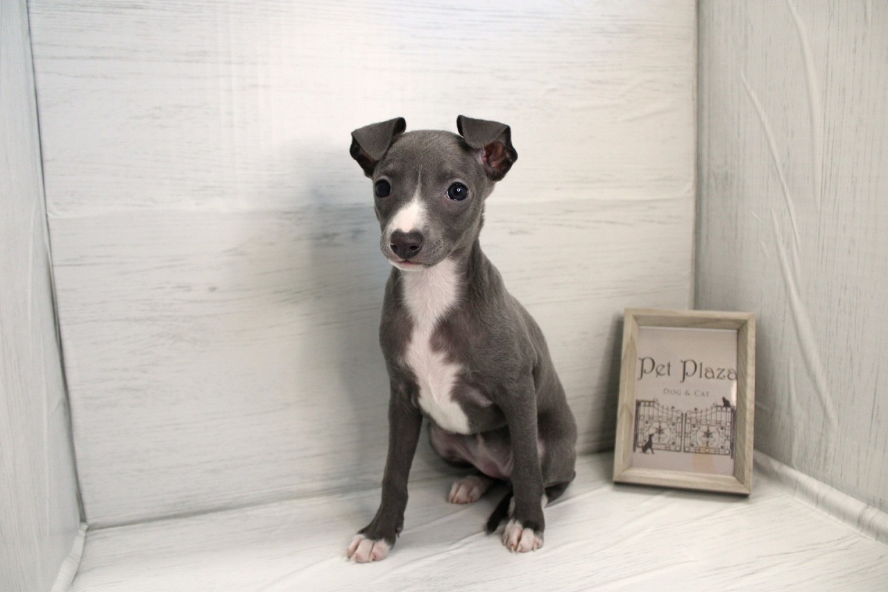 イタリアングレイハウンド26-0161