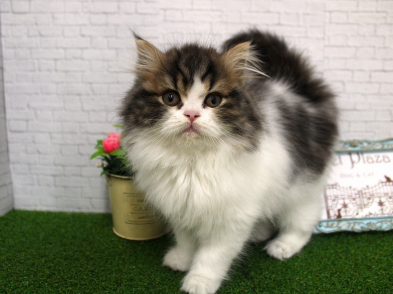 スコティッシュストレート26-0135