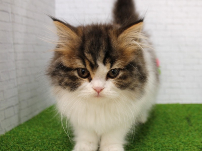 スコティッシュストレート26-0135