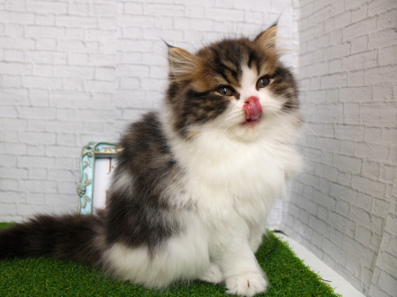 スコティッシュストレート26-0135