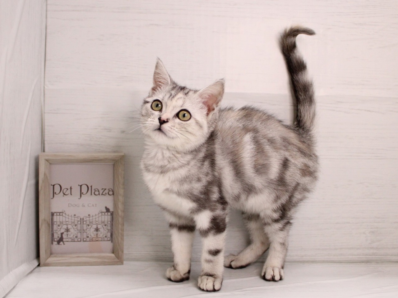 アメリカンショートヘア26-0084