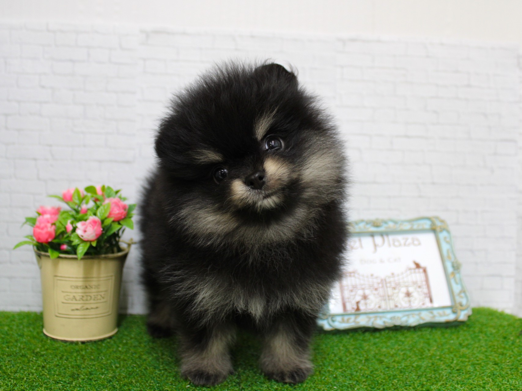 ポメラニアン26-0138