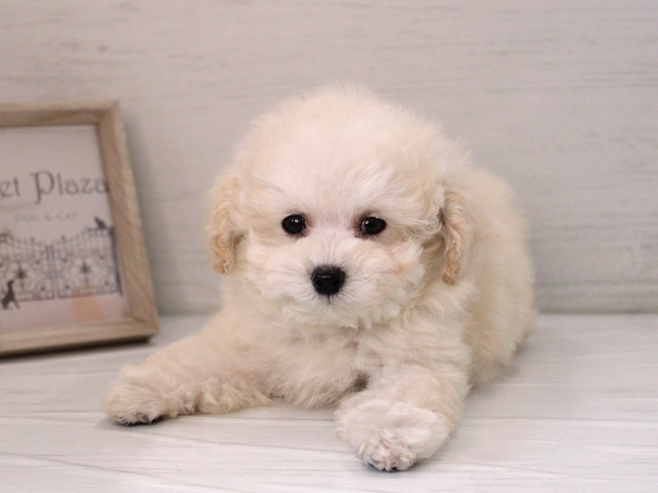 トイプードル26-0166