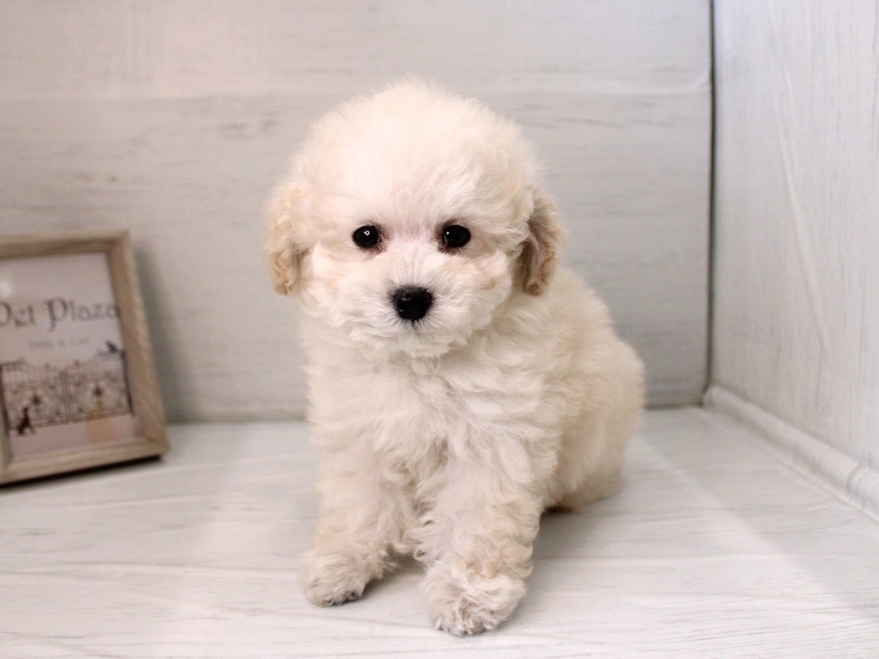 トイプードル26-0166