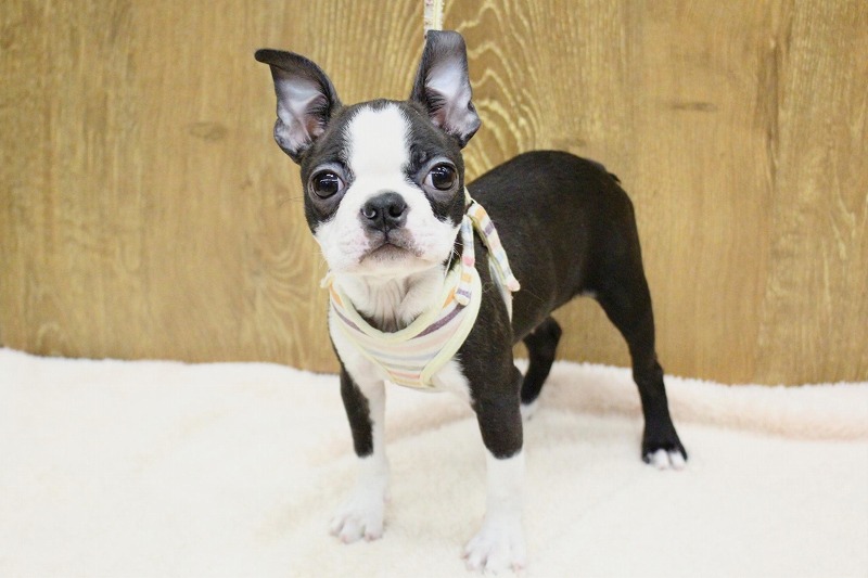 ボストンテリア26-0165