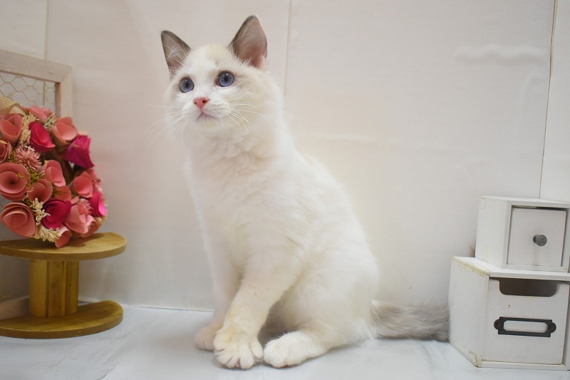 ラグドール26-0122