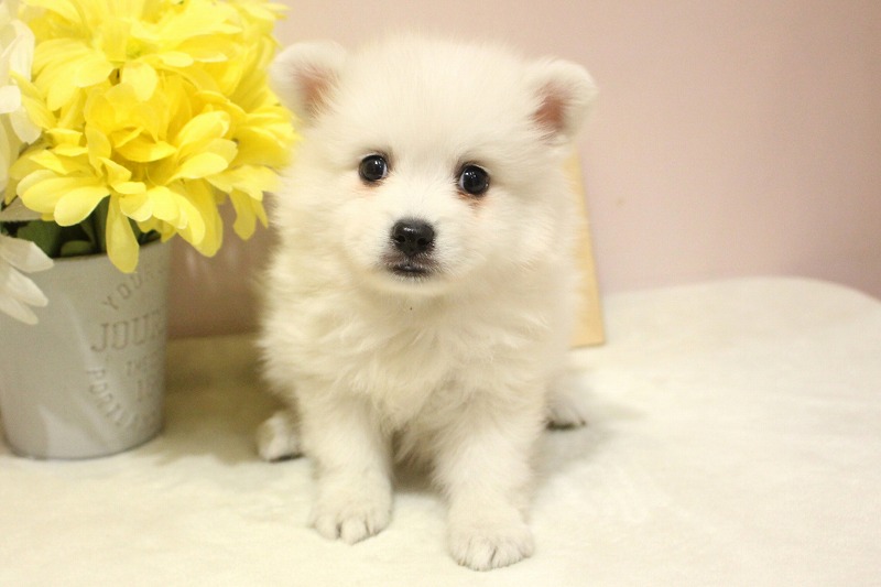 日本スピッツ26-0142