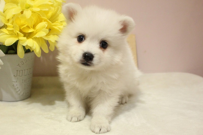 日本スピッツ26-0142