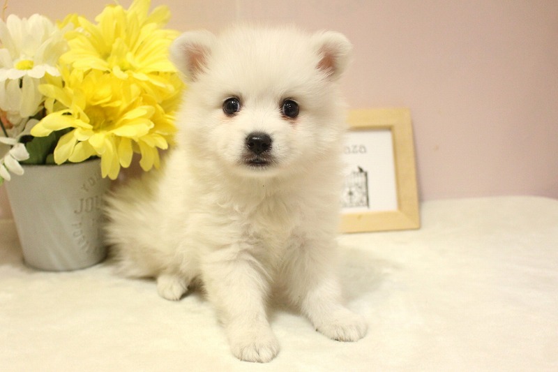 日本スピッツ26-0142