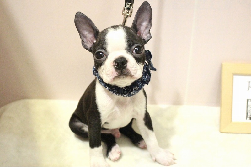 ボストンテリア26-0165