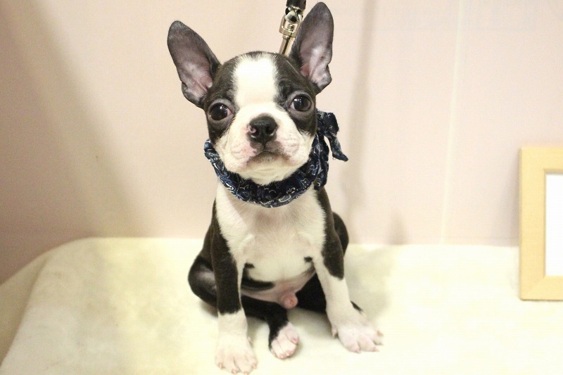 ボストンテリア26-0165