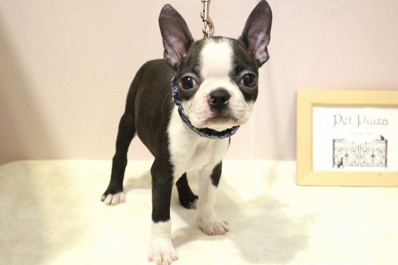 ボストンテリア26-0165