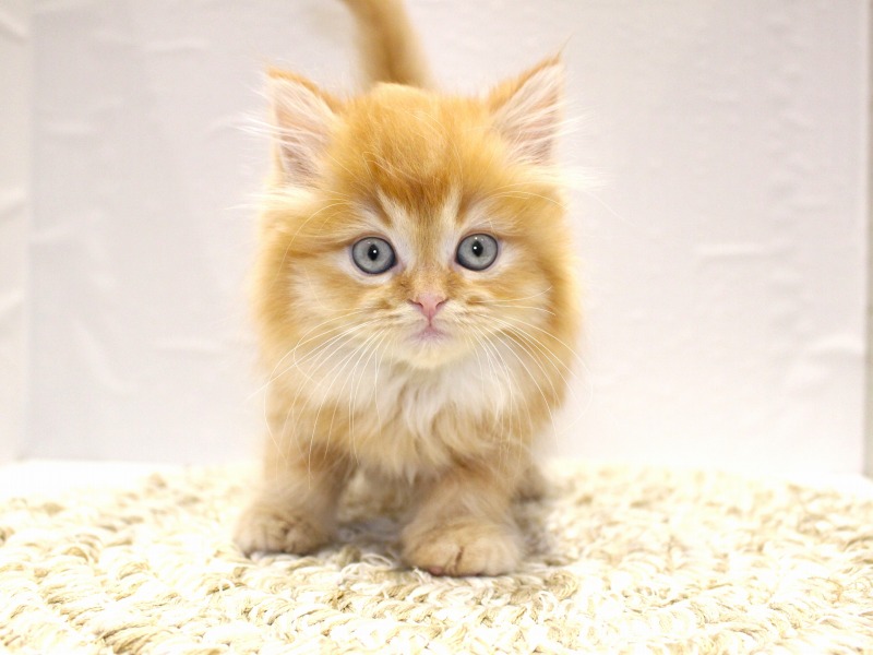 ラガマフィン26-0169