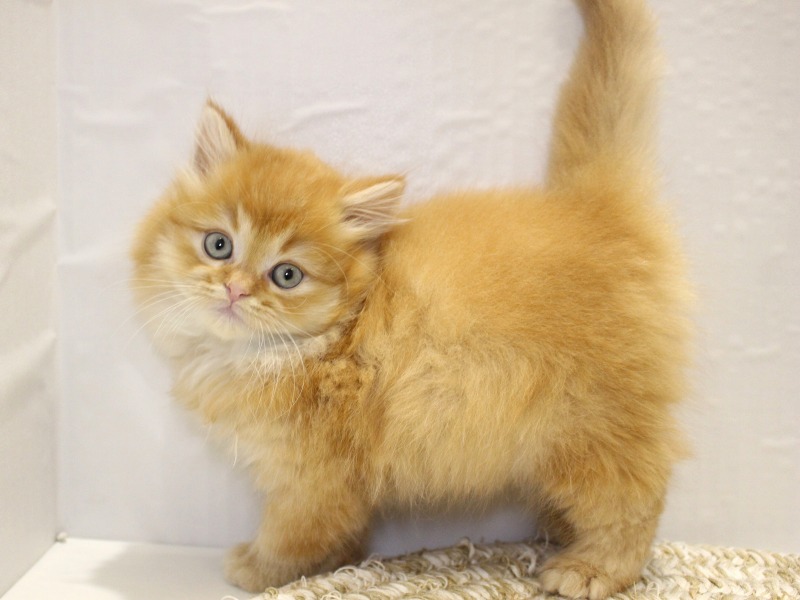 ラガマフィン26-0169