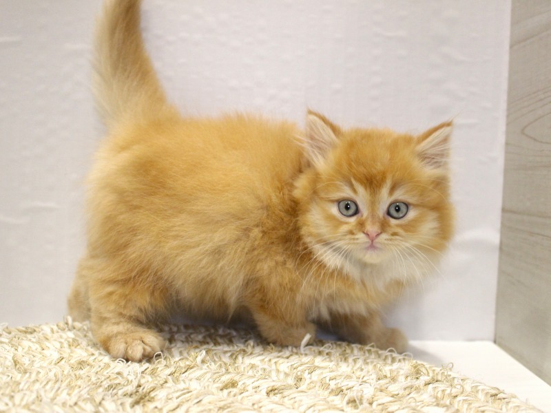 ラガマフィン26-0169