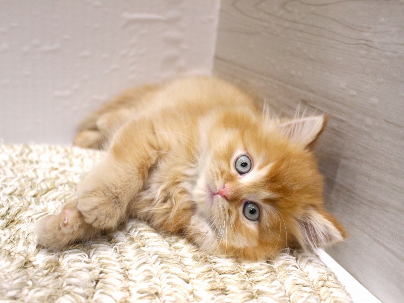 ラガマフィン26-0169