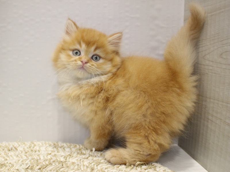 ラガマフィン26-0169