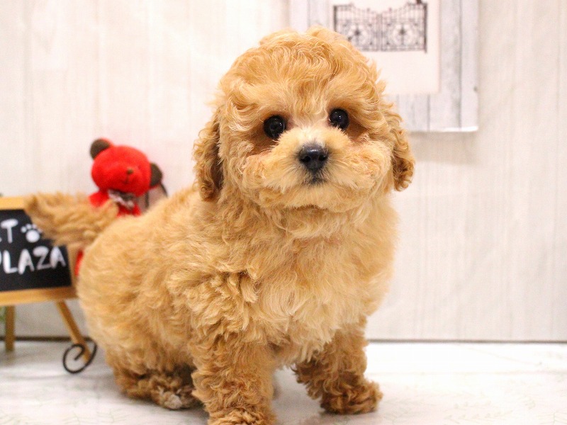 トイプードル26-0106