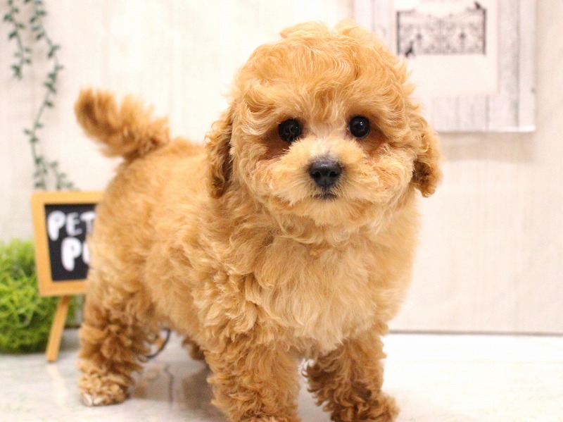 トイプードル26-0106