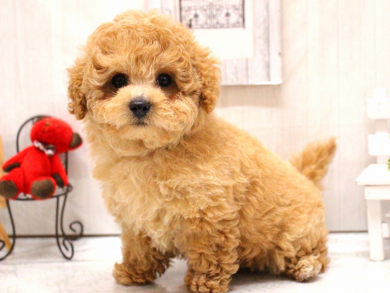 トイプードル26-0106