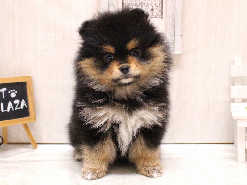 ポメラニアン26-0119