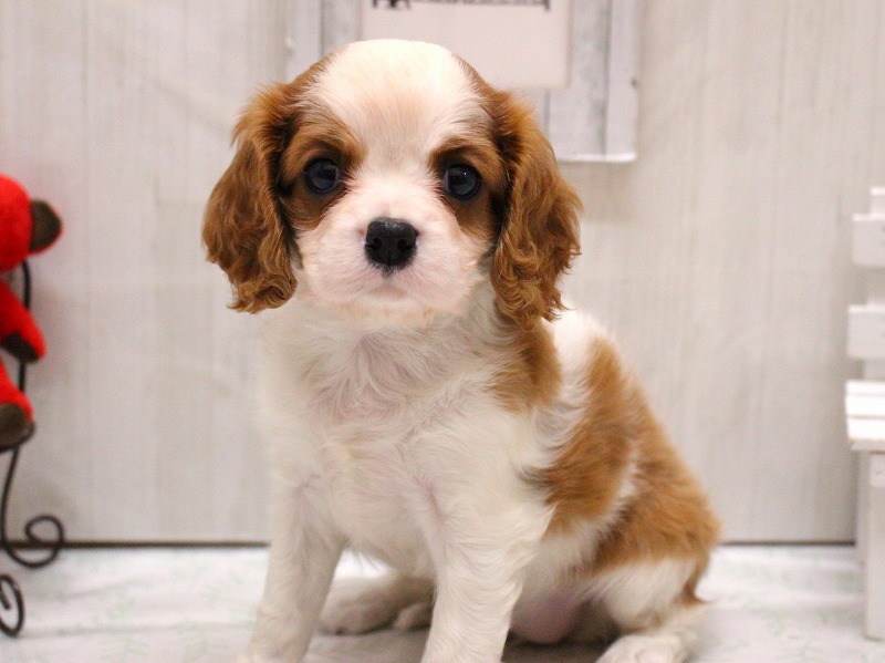 キャバリアキングチャールズスパニエル26-0148