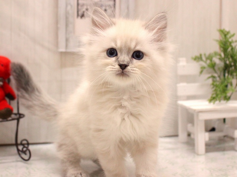 サイベリアン26-0156