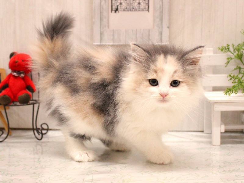 ノルウェージャンフォレストキャット26-0158