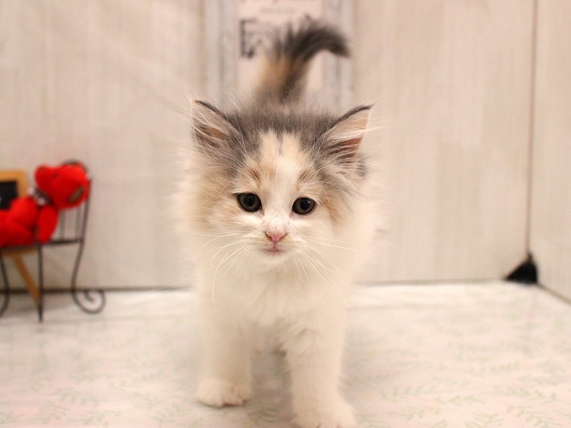 ノルウェージャンフォレストキャット26-0158