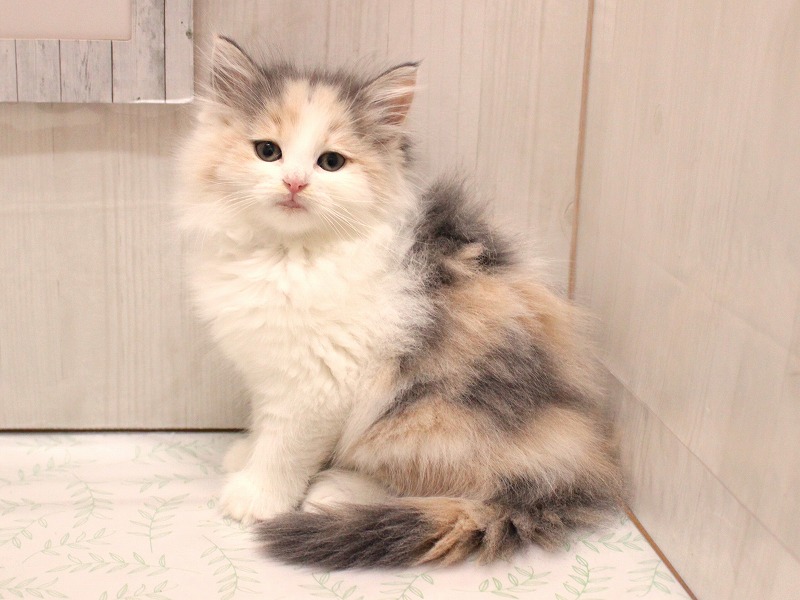 ノルウェージャンフォレストキャット26-0158