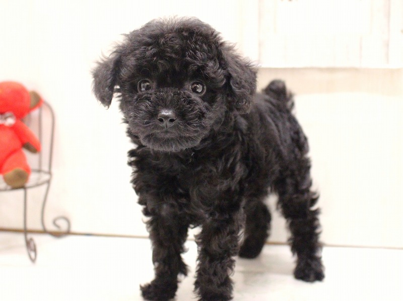 トイプードル26-0159