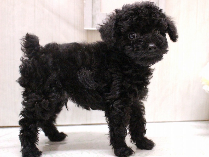 トイプードル26-0159