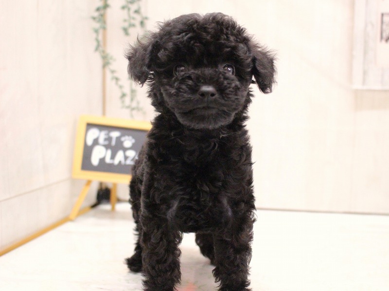 トイプードル26-0159